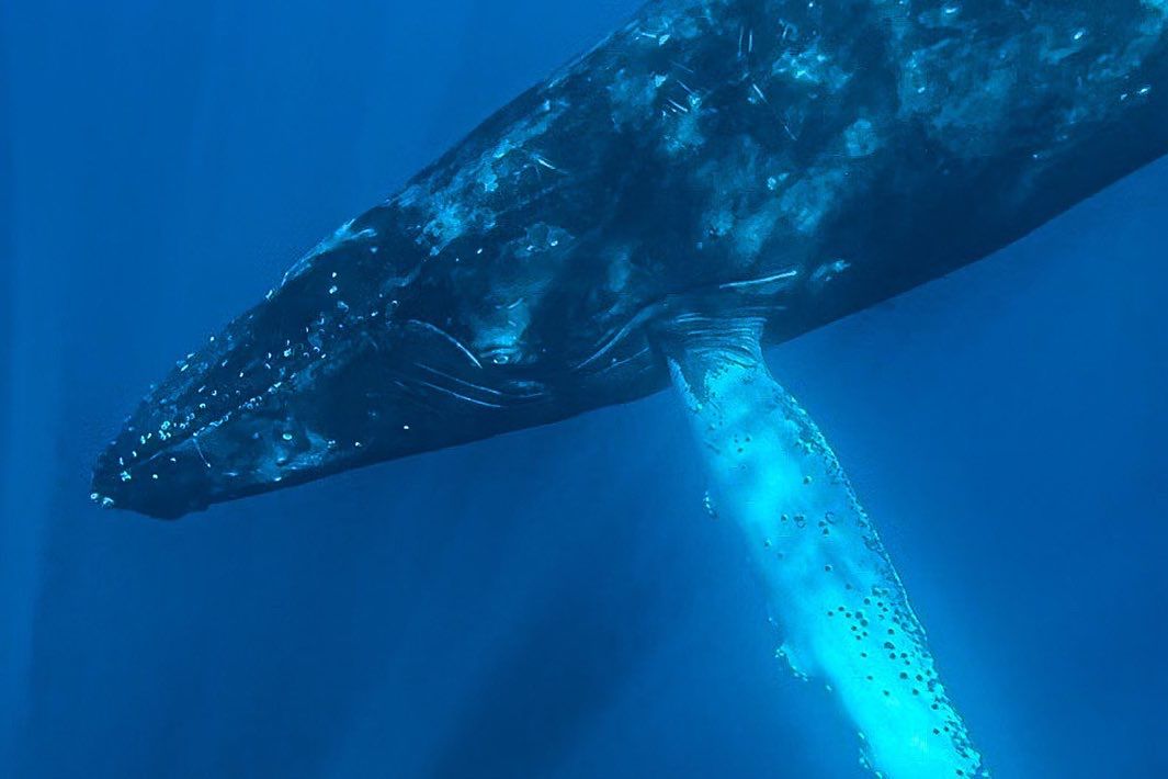 Ballena jorobada nadando bajo el agua en el Golfo Dulce