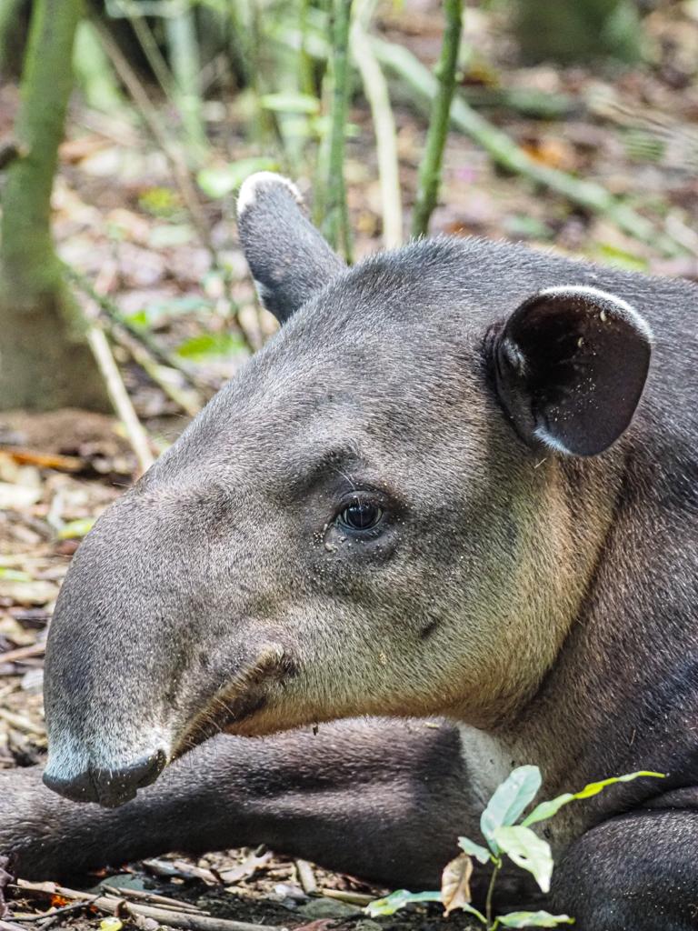 Danta o tapir centroamericano en el suelo del bosque