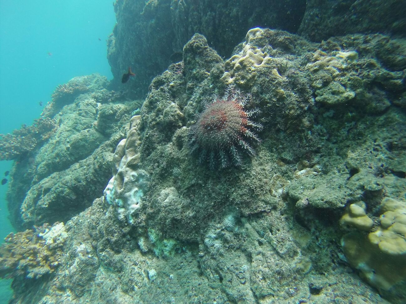 Arrecife coralino con estrella corona de espinas en Isla del Caño