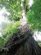 Árbol de Ceiba centenario