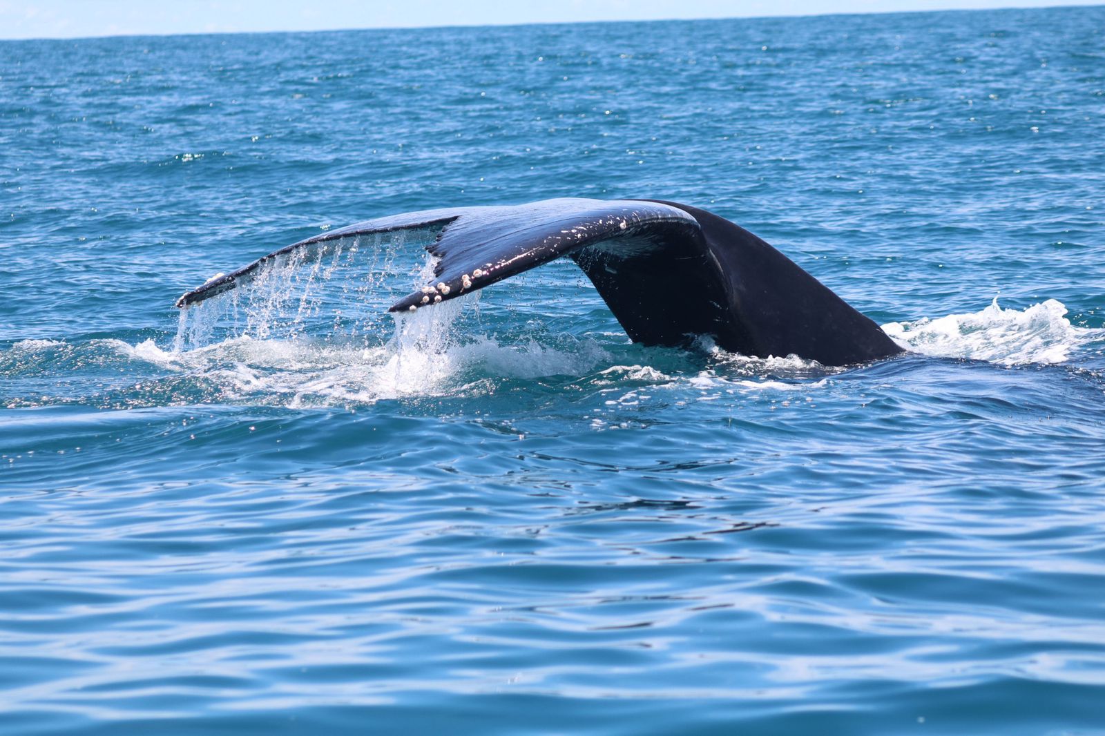 Cola de ballena vista aérea de Punta Uvita