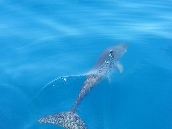 Delfines en el Parque Nacional Marino Ballena