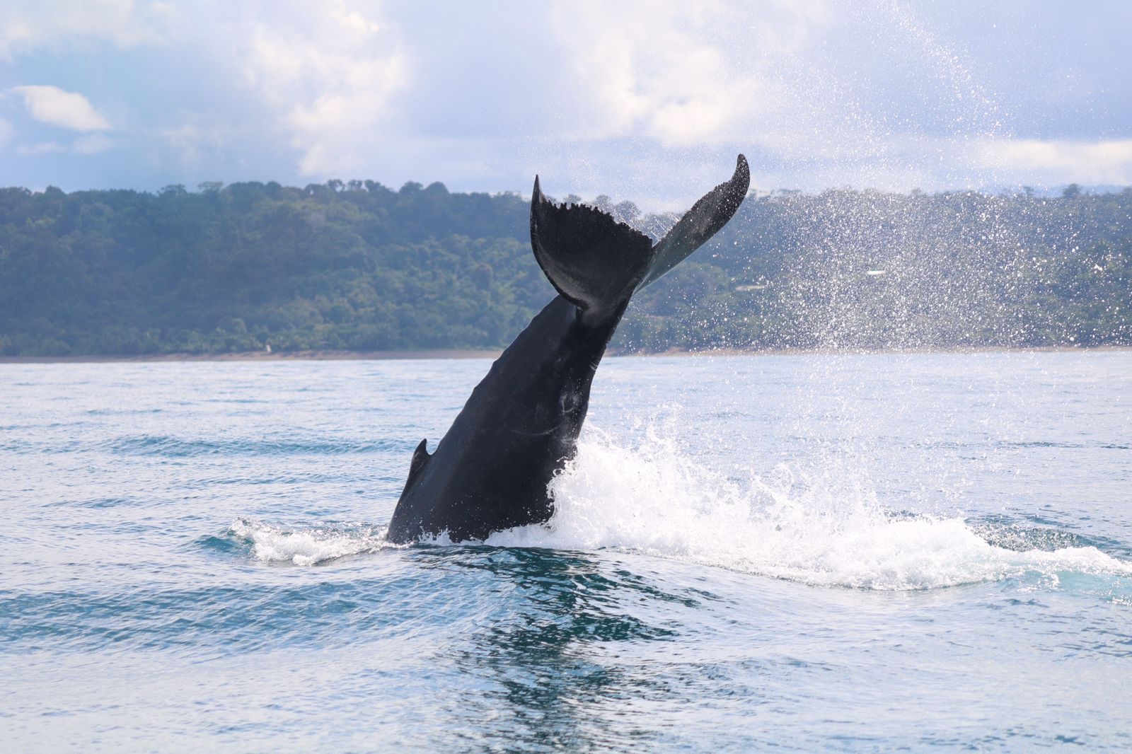 Ballena jorobada saltando en el Parque Nacional Marino Ballena