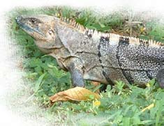 Iguana en Barra Honda
