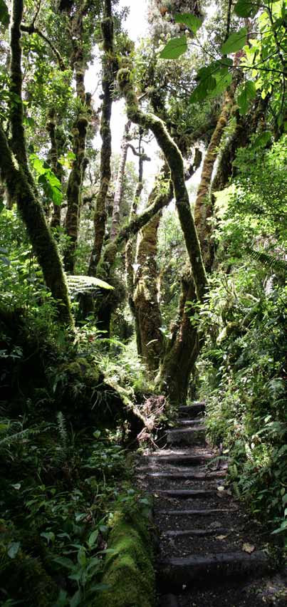 Sendero en el bosque nuboso de Braulio Carrillo
