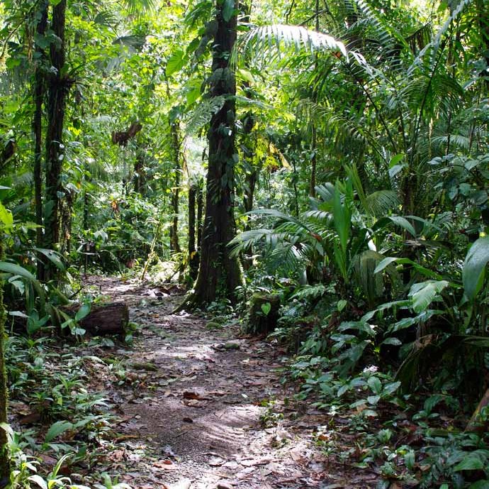 Sendero tropical en Quebrada González