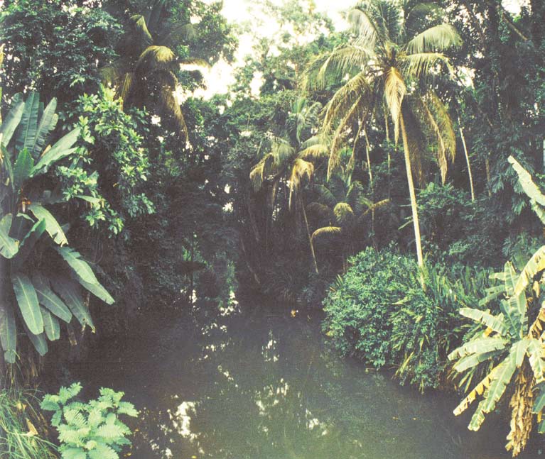 Bosque tropical del Parque Nacional Cahuita
