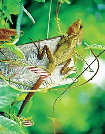 Lagarto en el Parque Nacional Cahuita