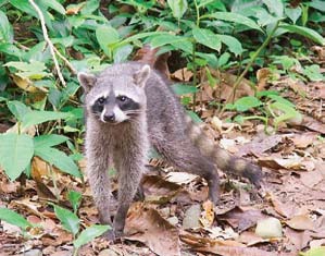 Mapache en el Parque Nacional Cahuita