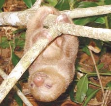 Perezoso en el Parque Nacional Cahuita