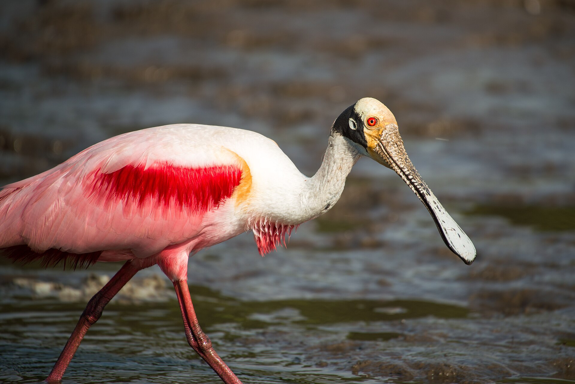 Espátula rosada en Caño Negro