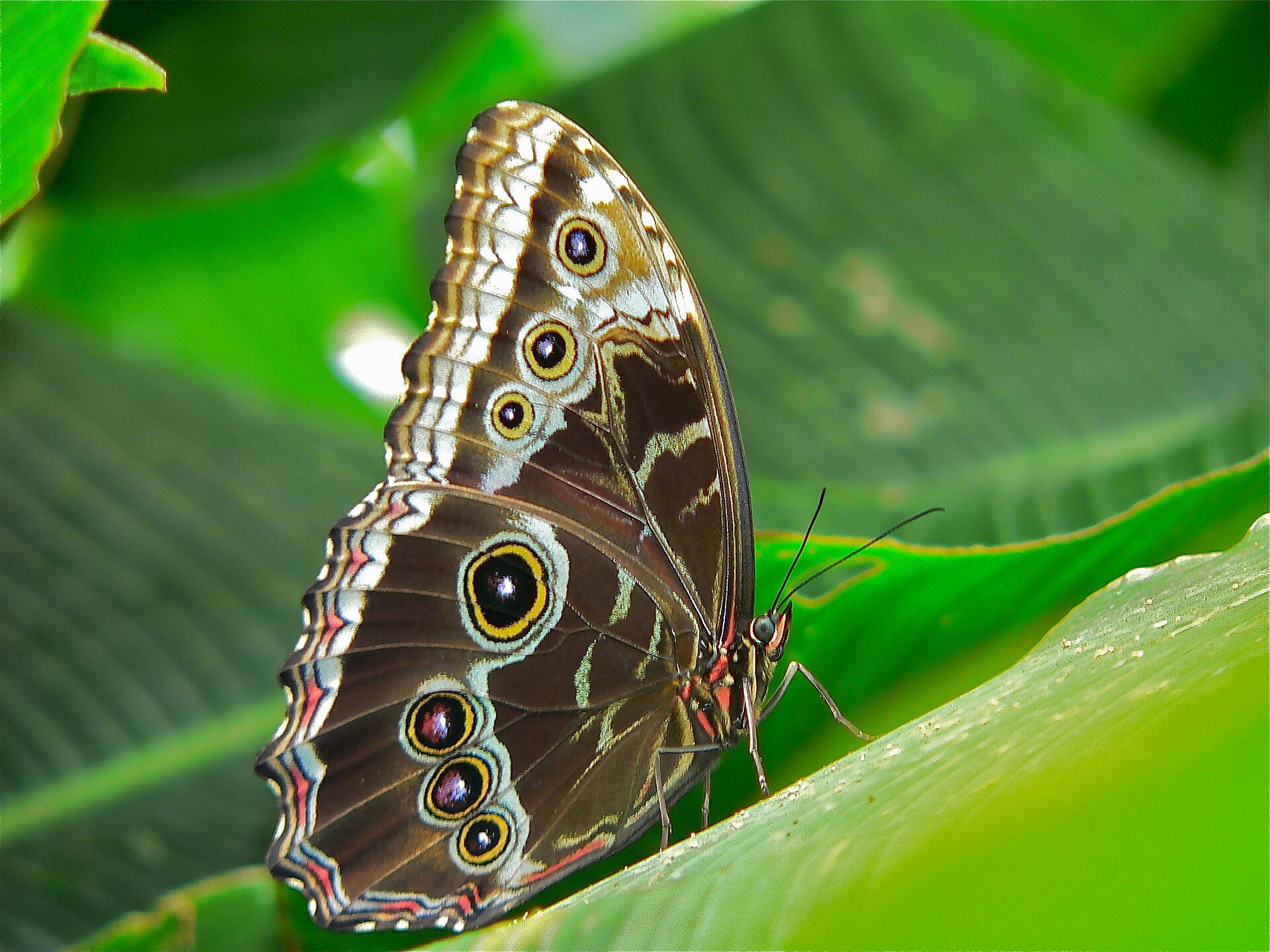 Mariposa morpho azul en Caño Negro