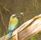Pájaro motmot en Carara