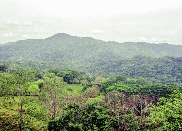 Vista panorámica del Parque Nacional Carara