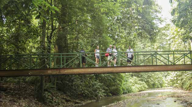 Puente en sendero del Parque Nacional Carara