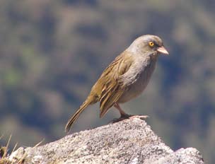 Ave en el Parque Nacional Chirripó