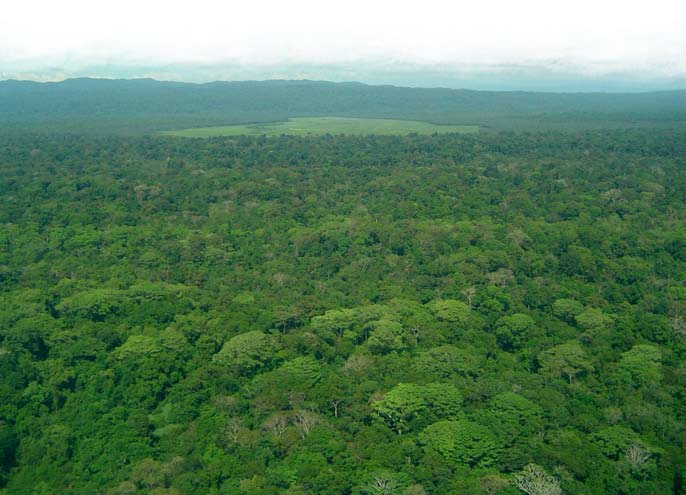 Vista aérea del bosque de Corcovado