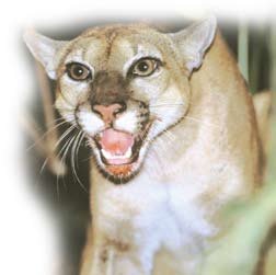 Puma en Corcovado
