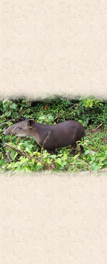 Tapir en Corcovado