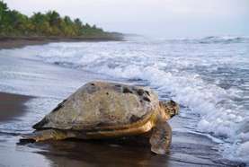 Caribe de Costa Rica