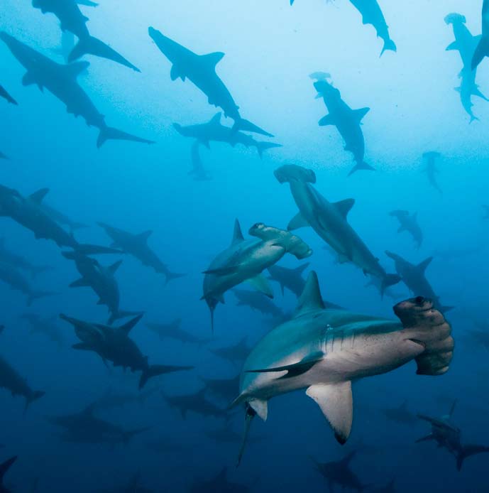 Tiburones martillo en Isla del Coco