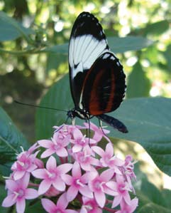 Mariposa del parque