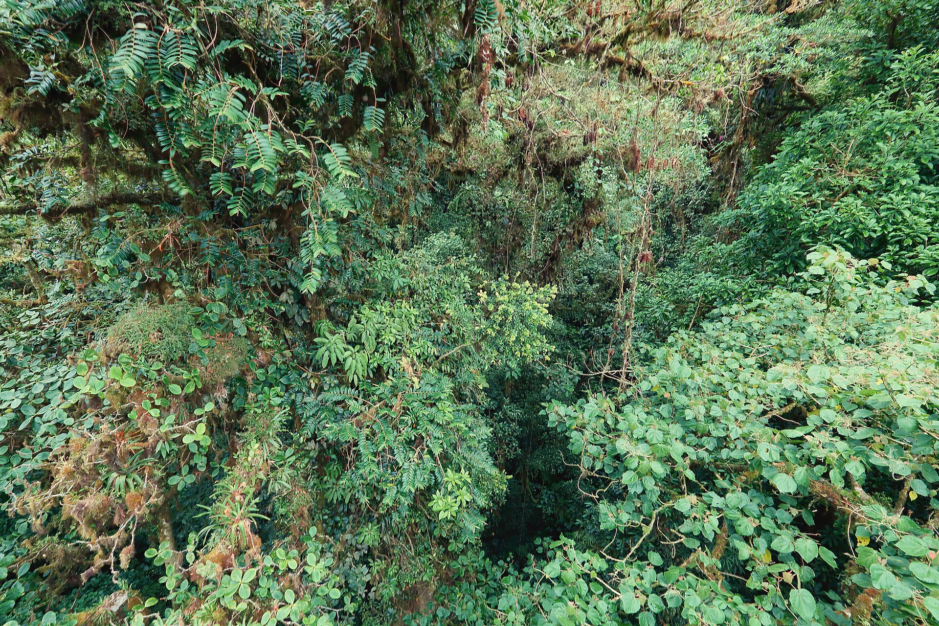 Interior del bosque nuboso de Monteverde