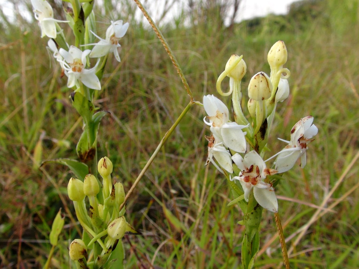 Orquídea del bosque nuboso de Monteverde