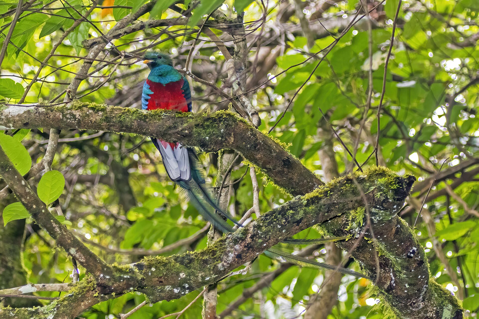 Ave en el bosque nuboso de Monteverde