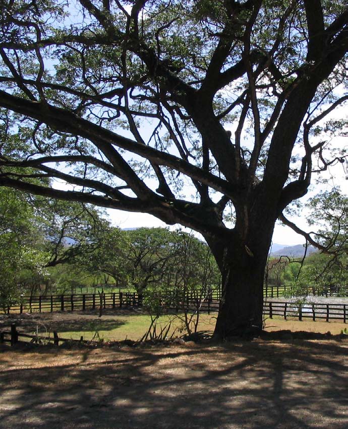 Árbol de Guanacaste en Palo Verde