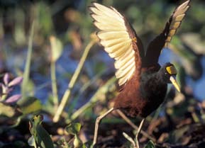 Jacana en el humedal