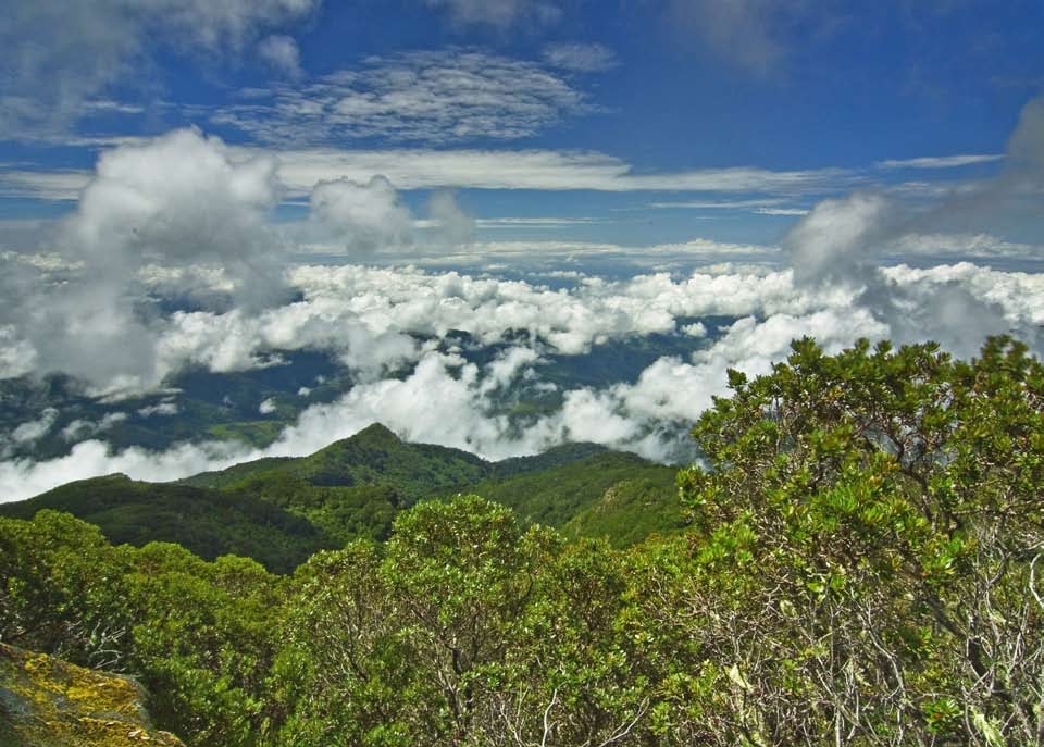 Bosque nuboso del Parque Nacional Los Quetzales