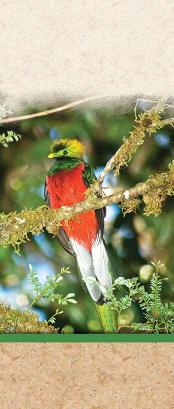 Quetzal en el parque