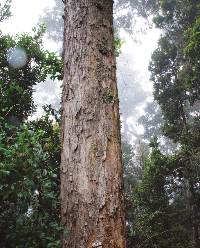 Roble en bosque nuboso