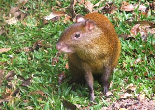 Guatusa en el parque