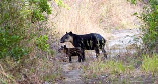 Tapir en Santa Rosa