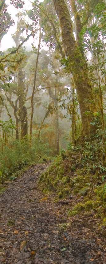 Sendero en el bosque nuboso de Tapantí