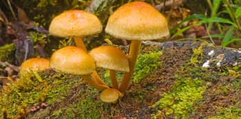 Hongos en el bosque de Tapantí