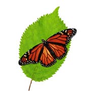 Mariposa monarca en Tortuguero